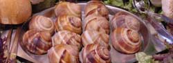south west snails
