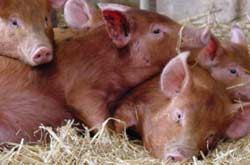 old breed pork