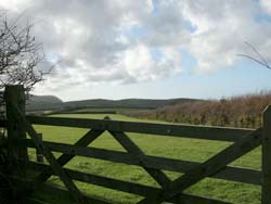 moorland