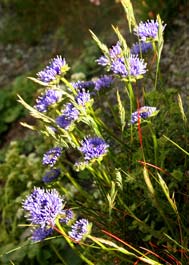 Lovely wild flowers
