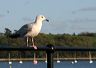 appledoor018seagul_may06