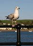 seagull-appledoor_022may06