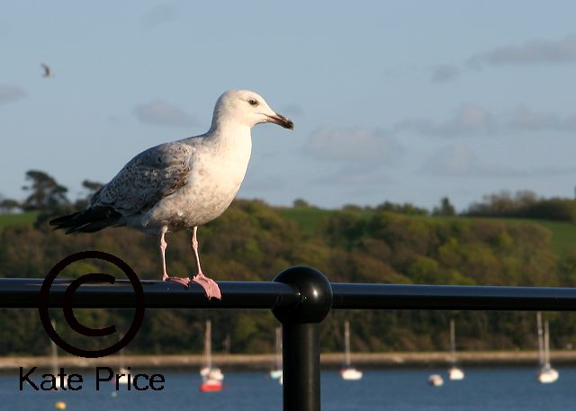 appledoor018seagul_may06.jpg