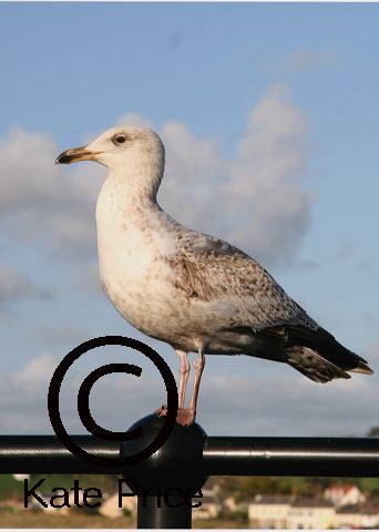 seagull-appledoor_021-may06.jpg
