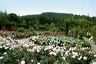 rosemoor-june2006_013