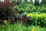 rosemoor-june2006_022