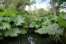 rosemoor-june2006_027