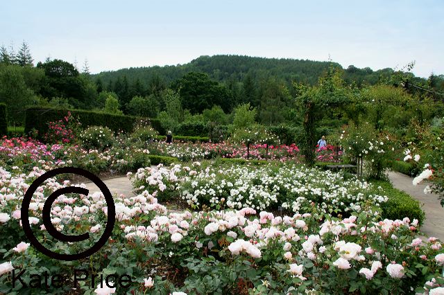 rosemoor-june2006_013.jpg